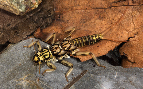 plecottero_plecoptera_stoneflies_mondo_sommerso_larvae_02 plecottero_plecoptera_stoneflies_mondo_sommerso_larvae_02