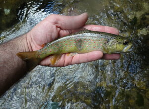 dsc04922.jpeg dsc04922.jpeg