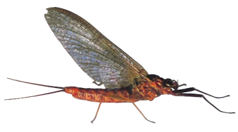 ecdyon-ven-imago-femmina_1_-remo