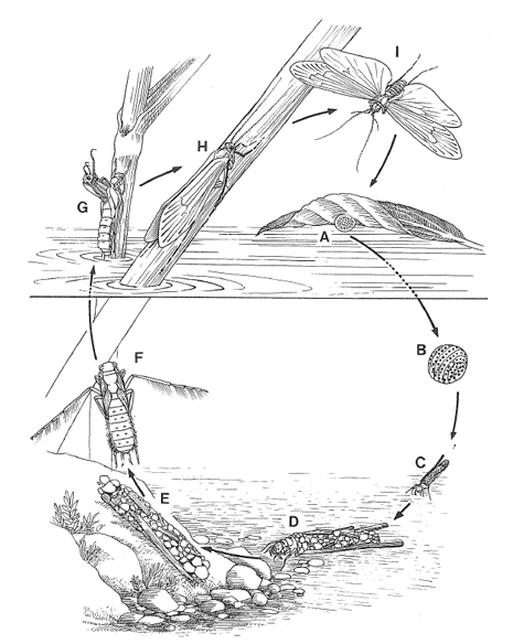 ciclo-vitale-dei-tricotteri ciclo-vitale-dei-tricotteri