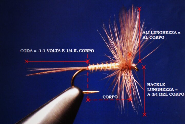 proporzioni_mosca_secca