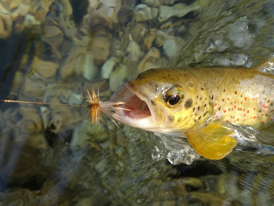 14237702_670303226479907_495859427894203031_n