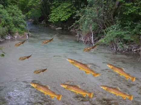 zona_di_schiusa8_2 zona_di_schiusa8_2