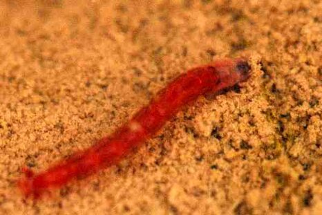 chaetocladius.piger5 chaetocladius.piger5