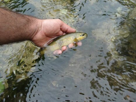 14563317_682375081939388_3114989071727805146_n