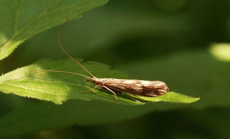 odontocerumalbicorne