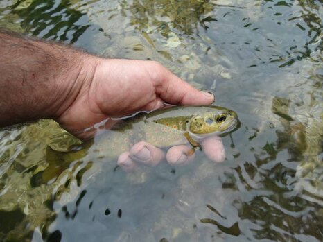 14517440_682375085272721_6072752528887127097_n