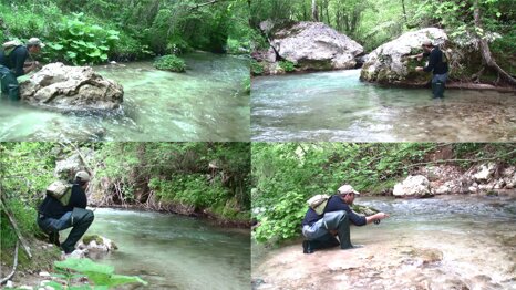 collage_foto_mimetismo15 collage_foto_mimetismo15