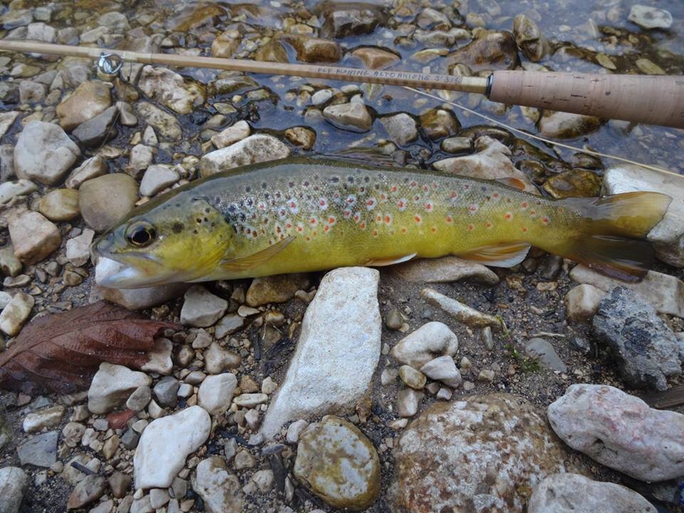 12143068_1226797744013942_6068276625944535561_n