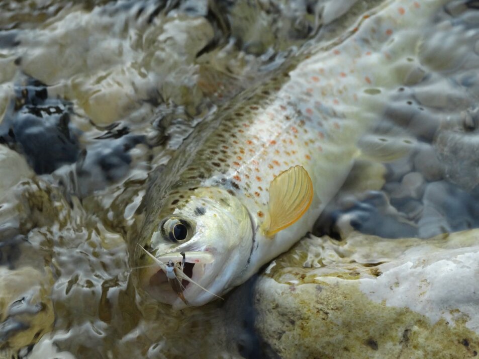 whatsapp image 2026-02-15 at 18.04.28 (3).jpeg