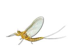 istockphoto-478083577-612x612__1_-removebg-preview (2)