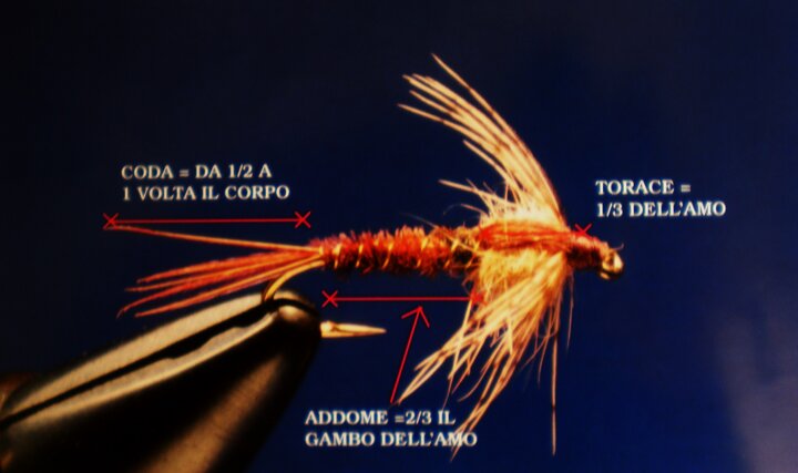 proporzioni_mosca_ninfa