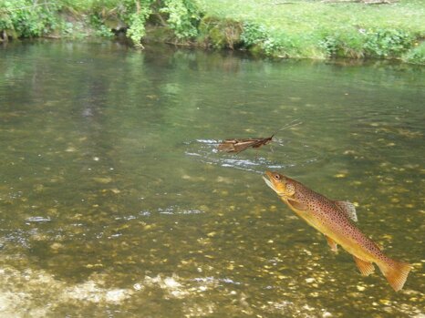 bollata_trota_6 bollata_trota_6