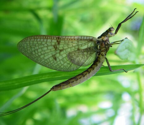 vulgataephemera-sfimgp4727 vulgataephemera-sfimgp4727