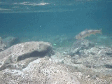 trota_fario_autotona