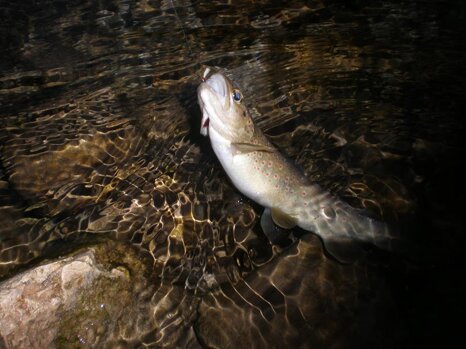 14225618_670783699765193_1983275266686436502_n 14225618_670783699765193_1983275266686436502_n