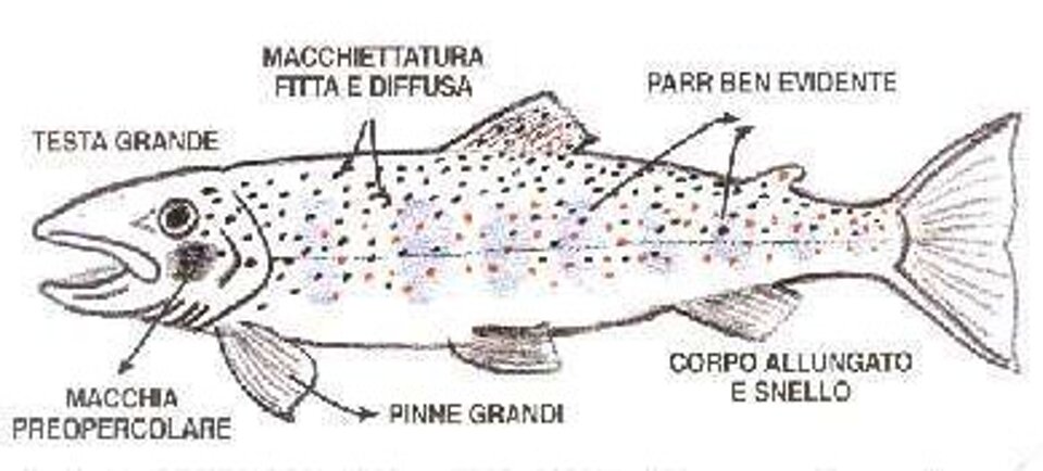 carateristiche__trota_fario