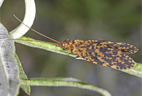 philopotamus_montanus00 philopotamus_montanus00