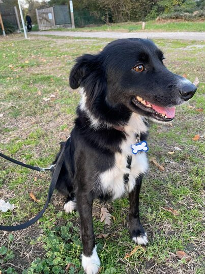 Femmina, nata a Novembre 2022, Taglia media