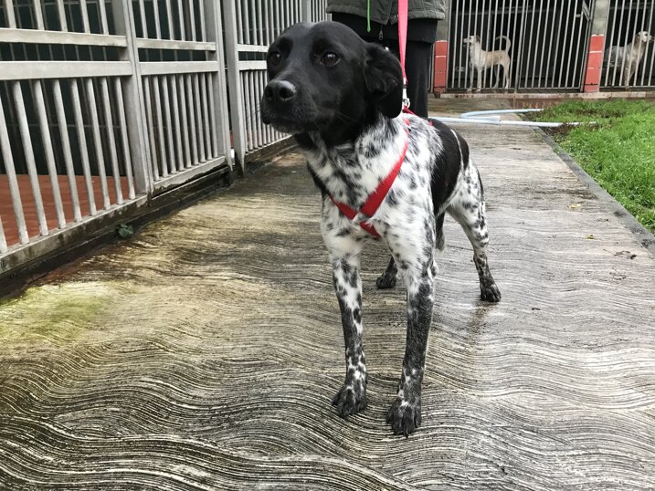 Femmina nata a Settembre 2017