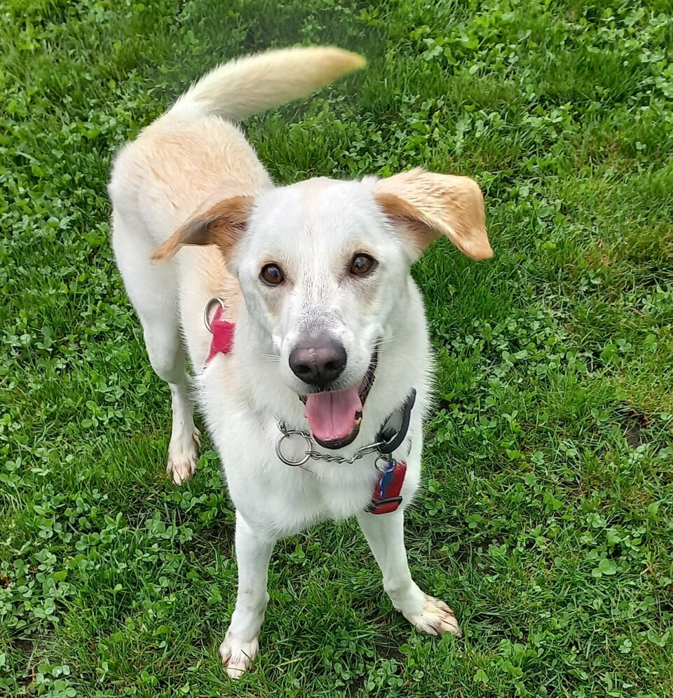 maschio, nato a febbraio 2023, taglia media