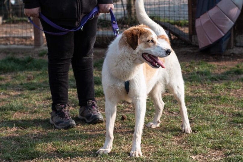 Maschio, nato ad Aprile 2021, Cucciolo Taglia media