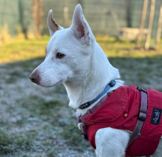 Maschio, nato a luglio 2023, taglia piccola