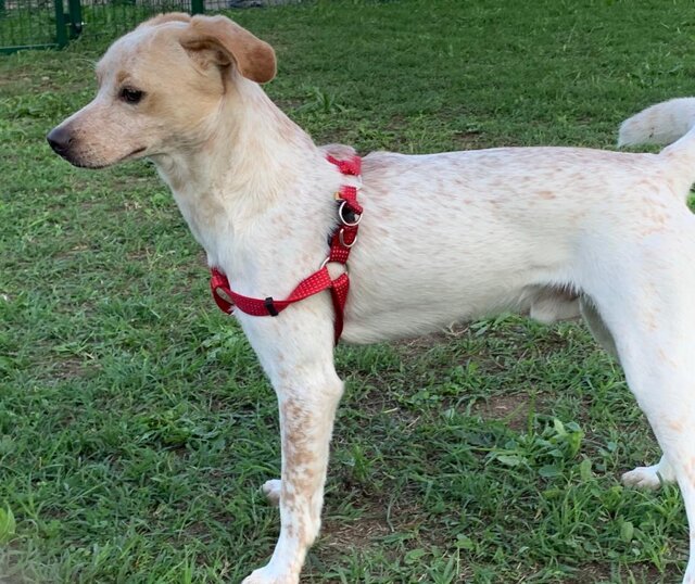 Maschio, nato in settembre 2021, Taglia media.