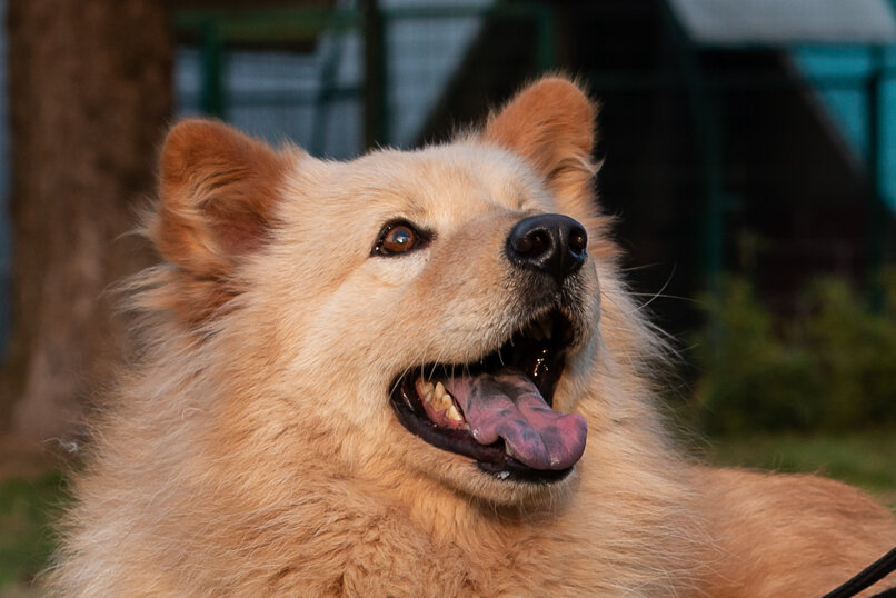 ADOTTATO! - Maschio nato in Agosto 2017, taglia grande