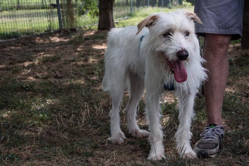 Maschio nato a Febbraio 2018, taglia grande.
