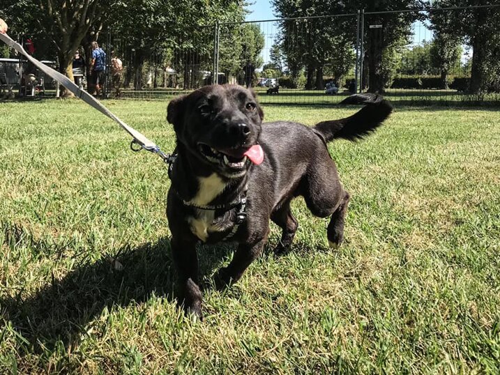 ADOTTATA! Femmina, nata ad agosto 2020, taglia piccola.