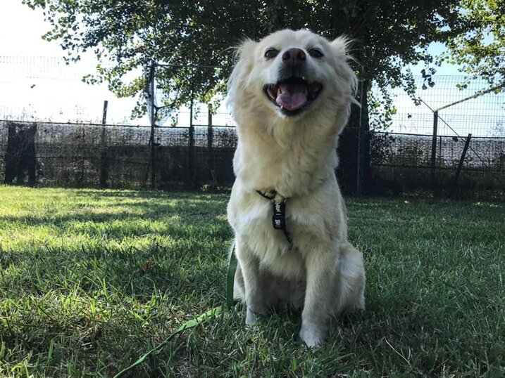 ADOTTATA! Femmina, nata a luglio 2020, taglia piccola.