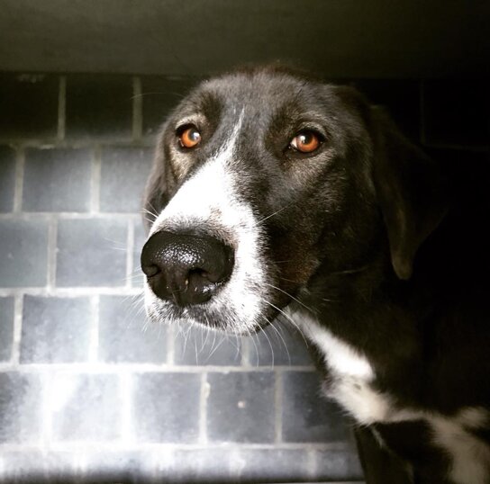 Femmina nata in Marzo 2015