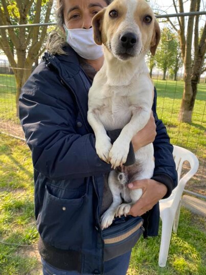 ADOTTATO Maschio, nato ad Aprile 2019, Taglia piccola