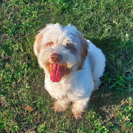 maschio, nato a dicembre 2021, taglia media