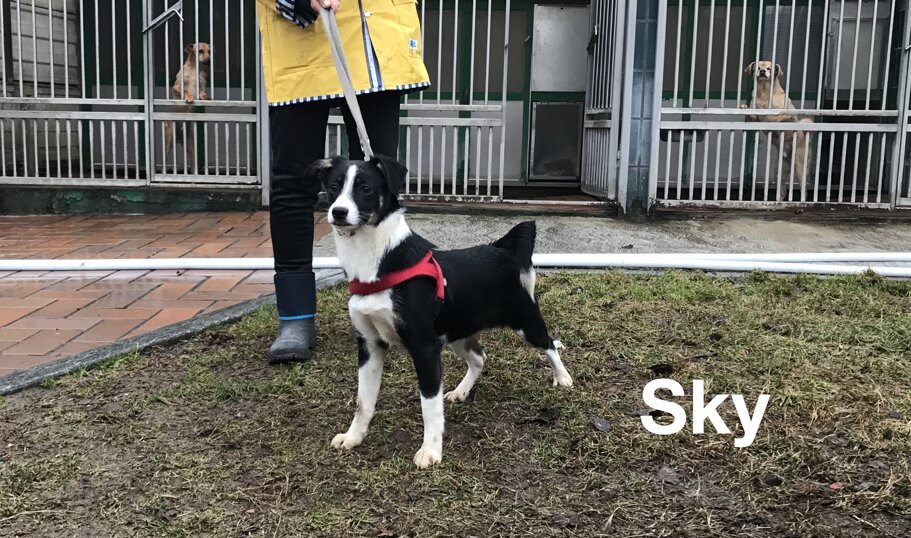 ADOTTATA! Femmina nata a settembre 2018