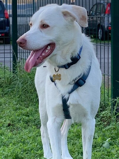 Maschio, nato ad Agosto 2021, taglia grande