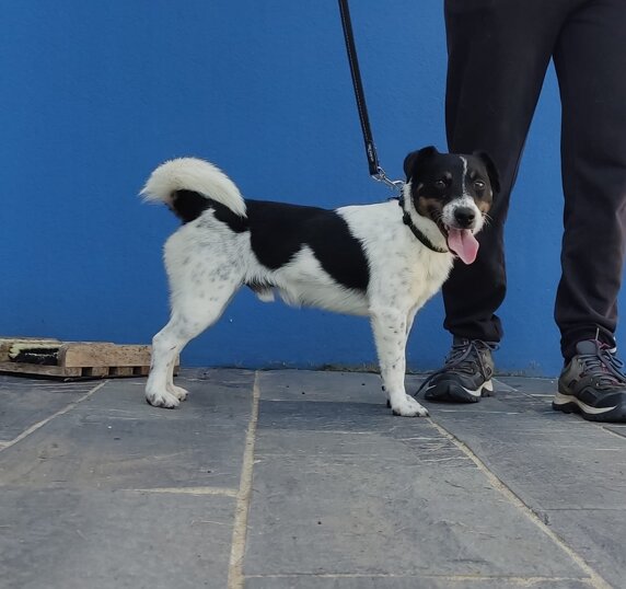 Maschio, nato ad agosto 2022, taglia piccola