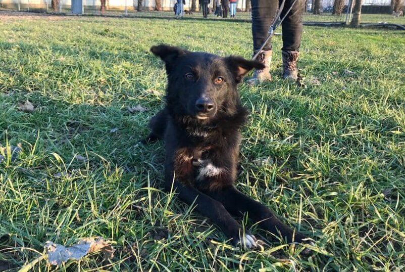 ADOTTATO! Maschio, nato a Gennaio 2019, taglia media.