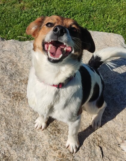 Femmina, nata a gennaio 2023, taglia piccola