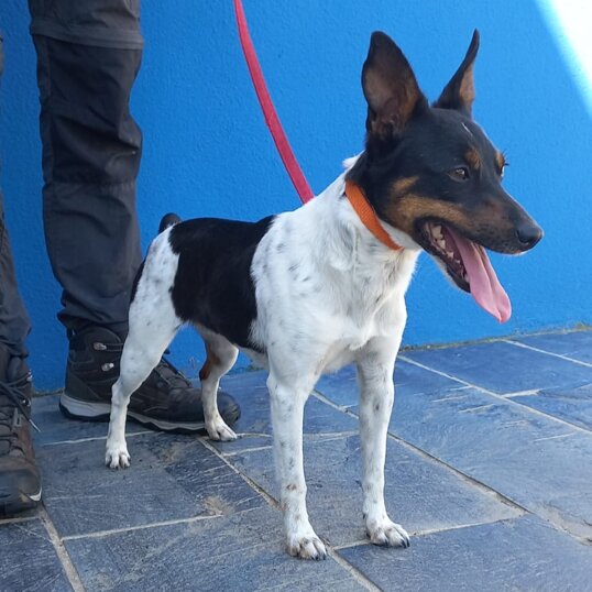 femmina, nata ad aprile 2022, taglia piccola