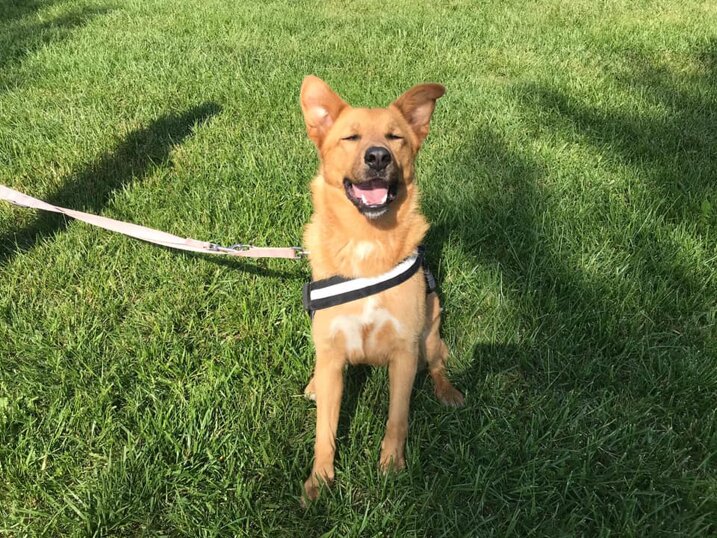 Femmina, nata a gennaio 2019, Taglia grande.