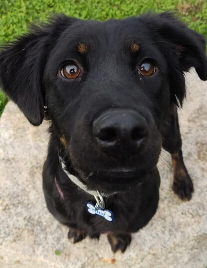 Femmina, nata a febbraio 2023, Taglia media