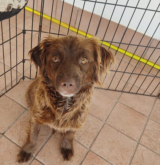 Femmina, taglia piccola