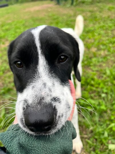 femmina, nata a gennaio 2023, taglia medio-piccola