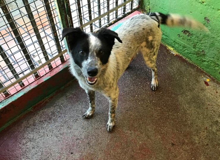 ADOTTATO! Maschio, nato a Gennaio 2019, taglia media.