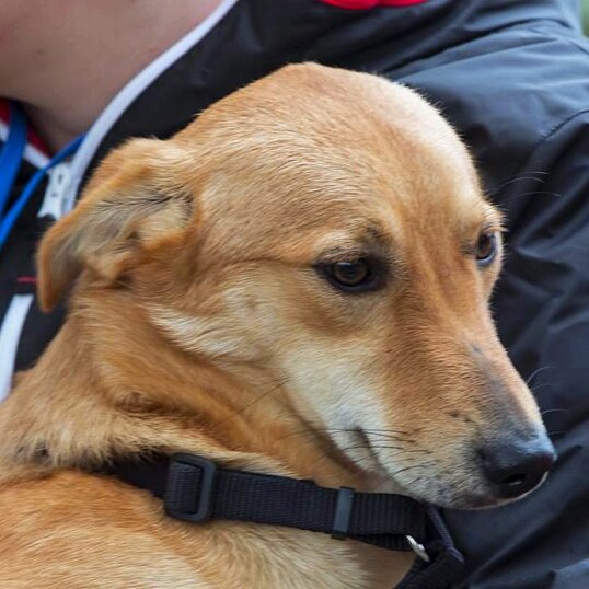 Femmina, nata a Marzo 2017, taglia piccola/media