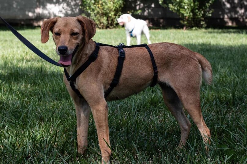 ADOTTATA! Femmina, nata ad Febbraio 2018, taglia piccola.