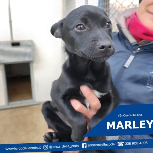 Maschio, nato in dicembre 2022, taglia piccola