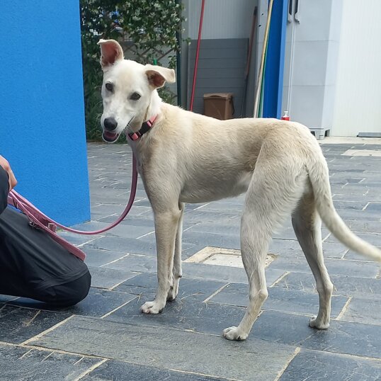 Femmina, nata a settembre 2023, taglia media